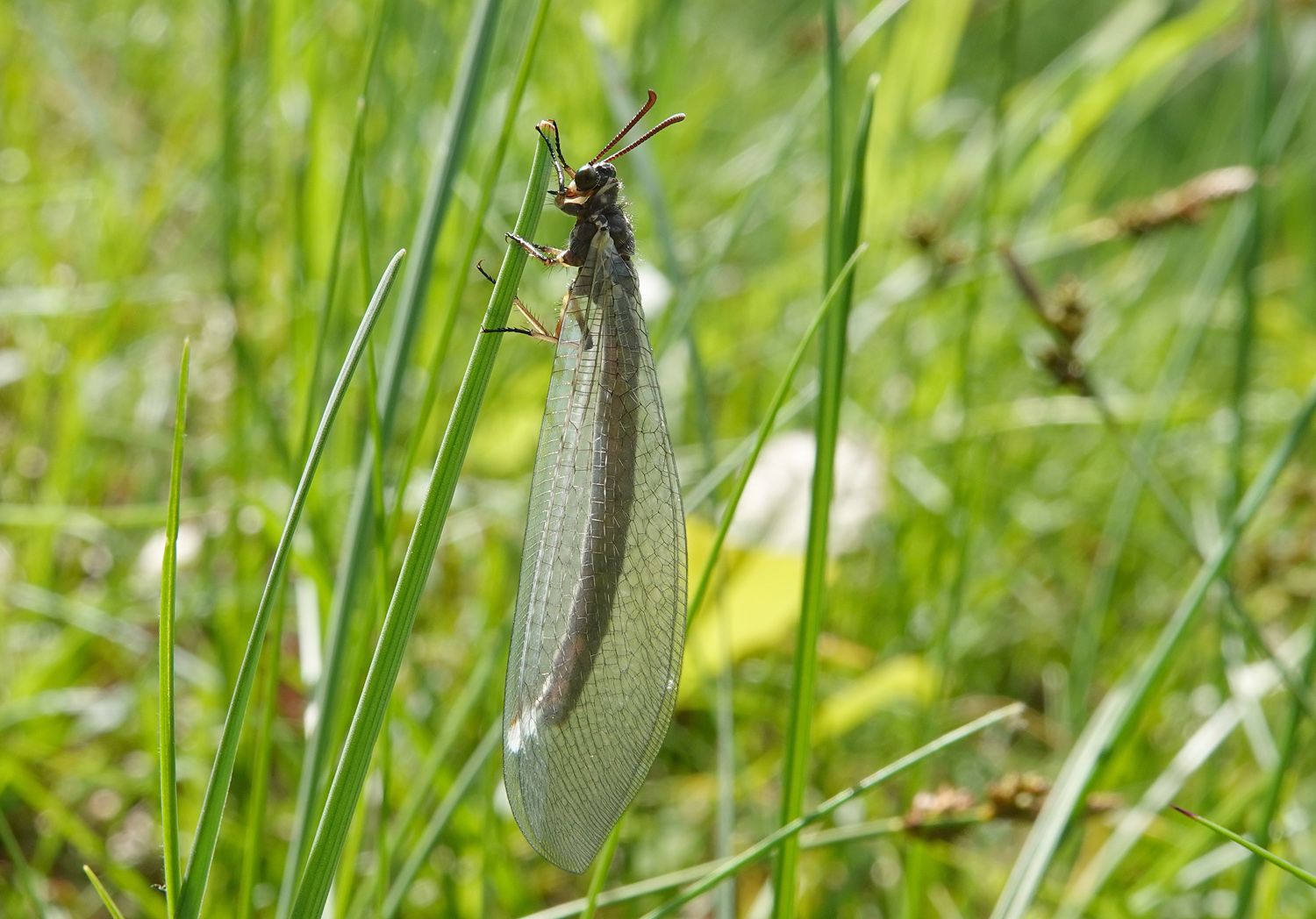 Gemeine Ameisenjungfer mit durchsichtigen Flügeln (Foto: Thomas Reich)