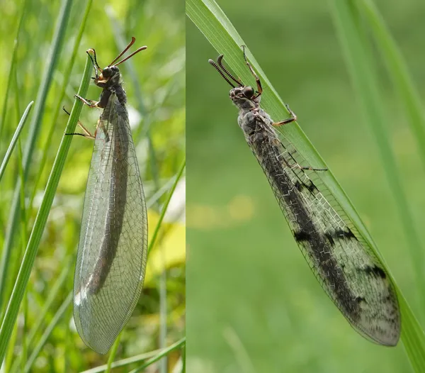 Gemeine und Gefleckte Ameisenjungfer