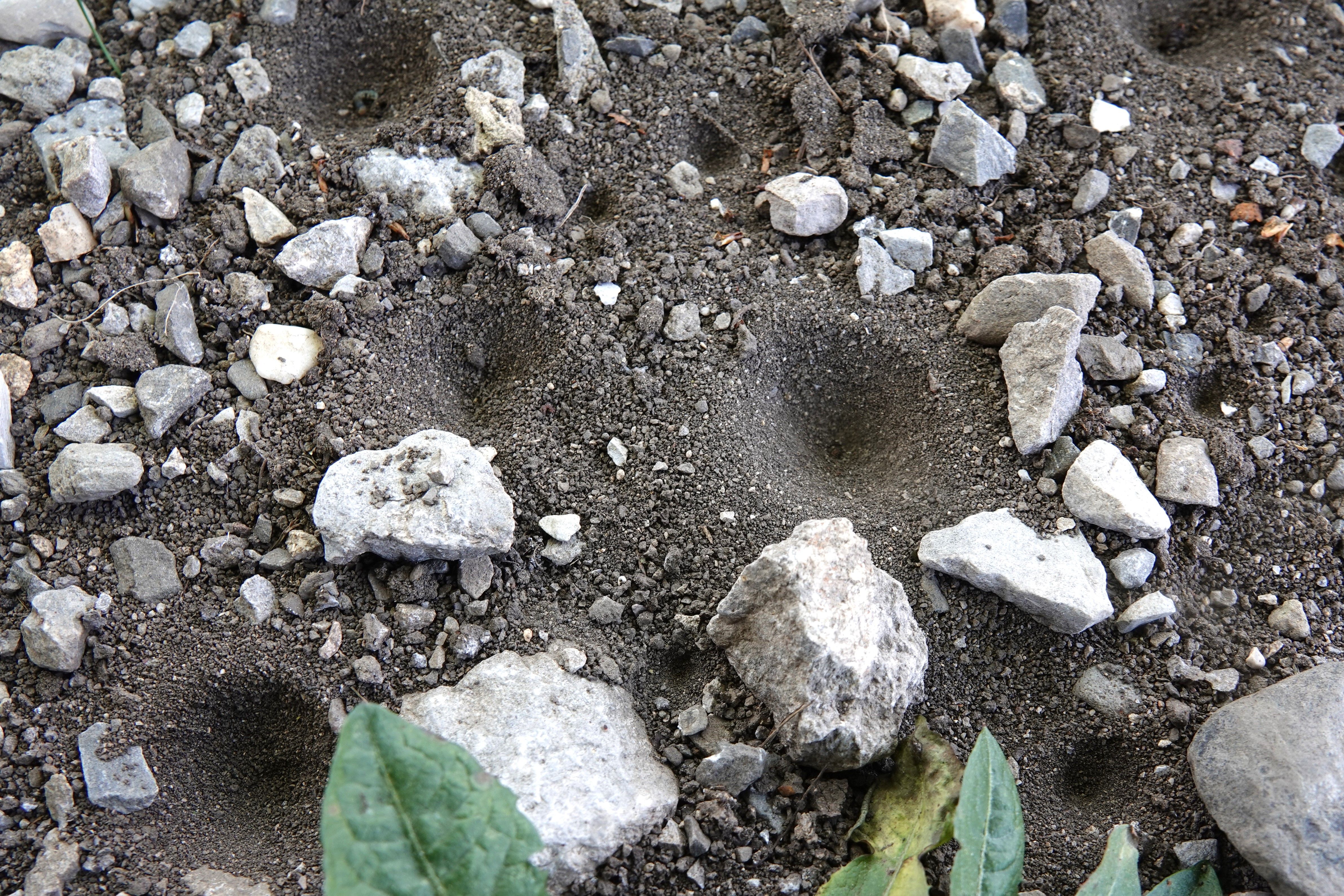 Der Ameisenlöwe lebt versteckt in typischen Fangtrichtern im Sand (Foto: Jürgen Kühnis)