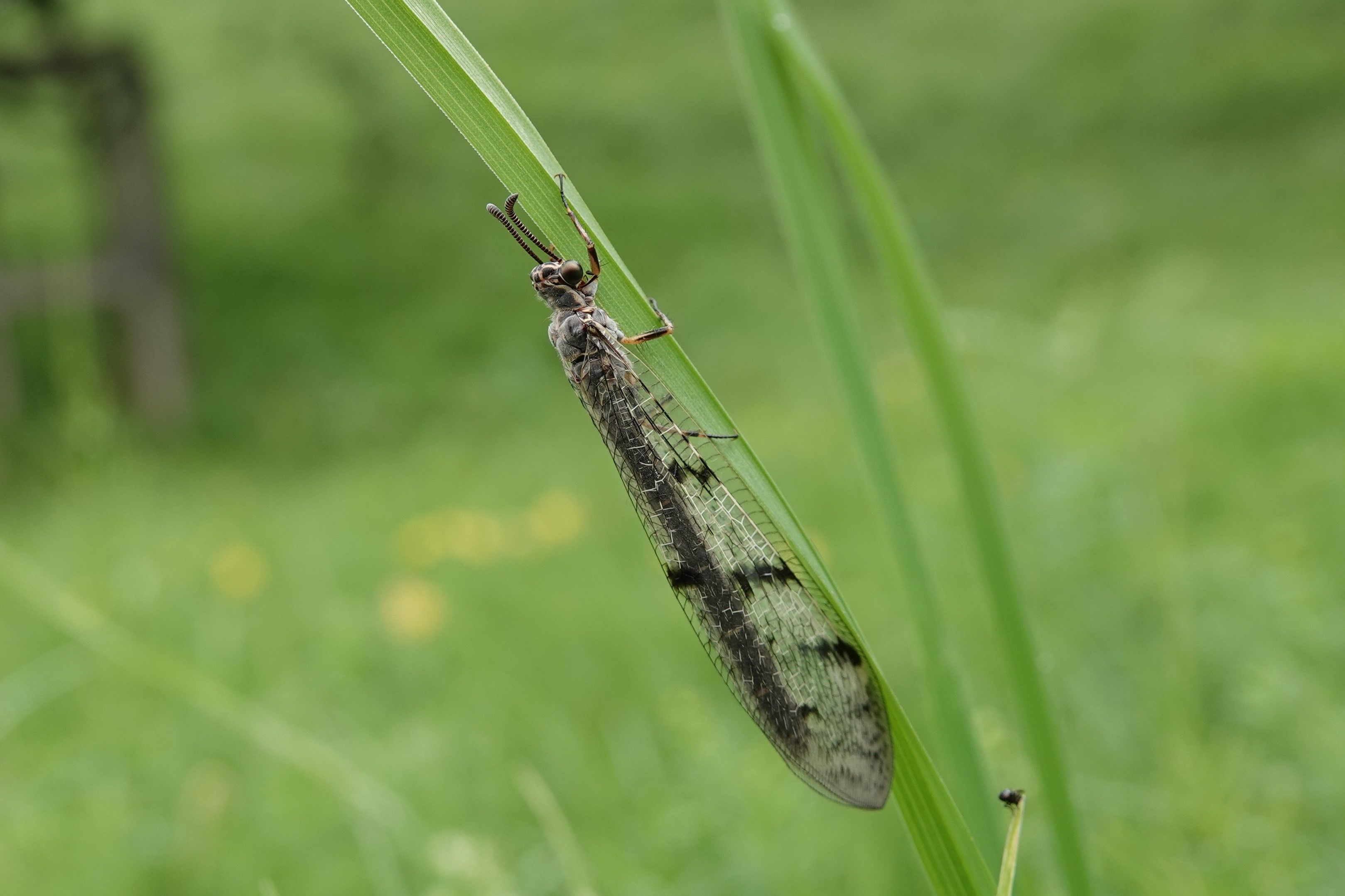 Gefleckte Ameisenjungfer (Foto: Jürgen Kühnis)