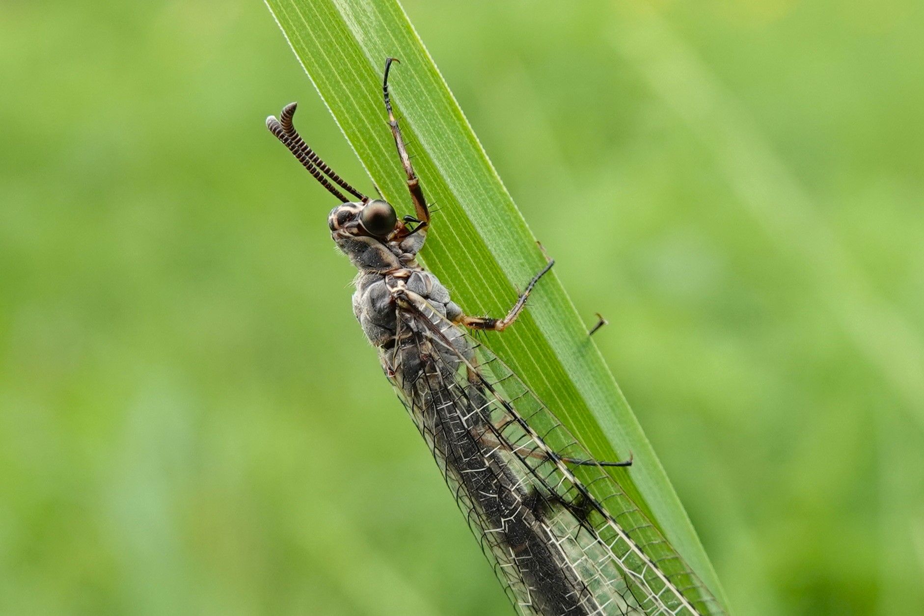 Ameisenjungfern haben zwei auffällige Fühler (Foto: Jürgen Kühnis)