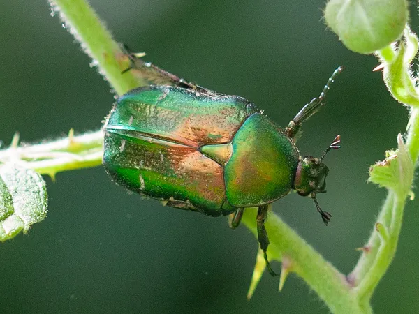 Gemeiner Rosenkäfer