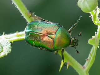 Gemeiner Rosenkäfer