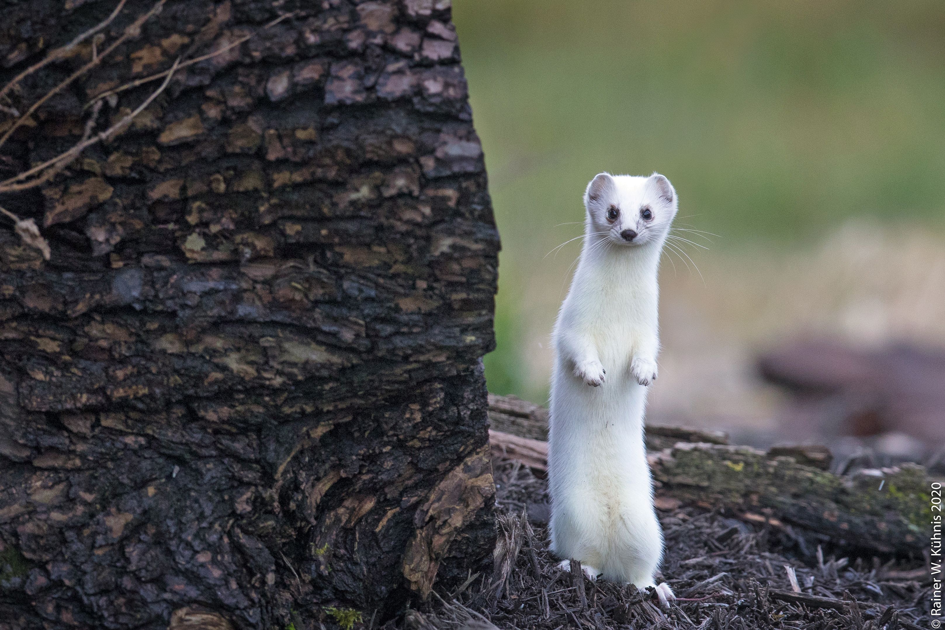 Im Winter ist das Fell weiss gefärbt (Bild: Rainer Kühnis)