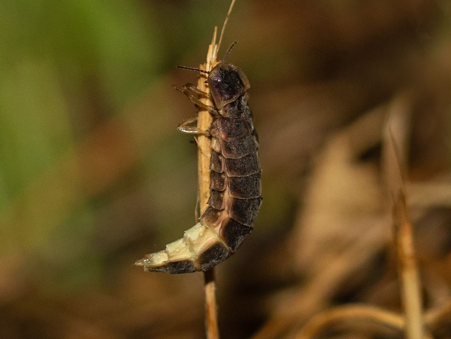 Schwarzbraungeschupptes Weibchen (Bild: Rainer Kühnis)