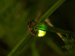 Grosses Glühwürmchen