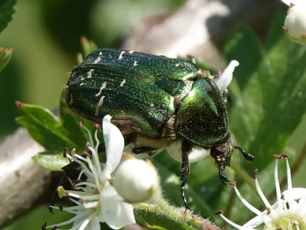 Gemeiner Rosenkäfer